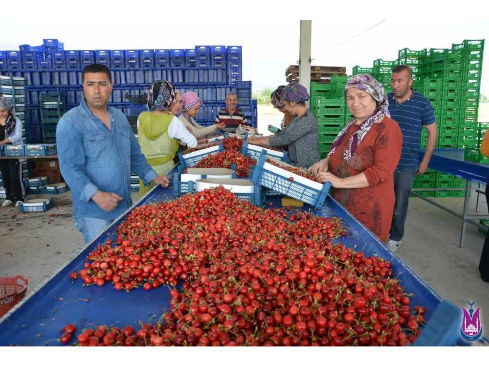 Kiraz Pazarında kiraz hareketliliği başladı